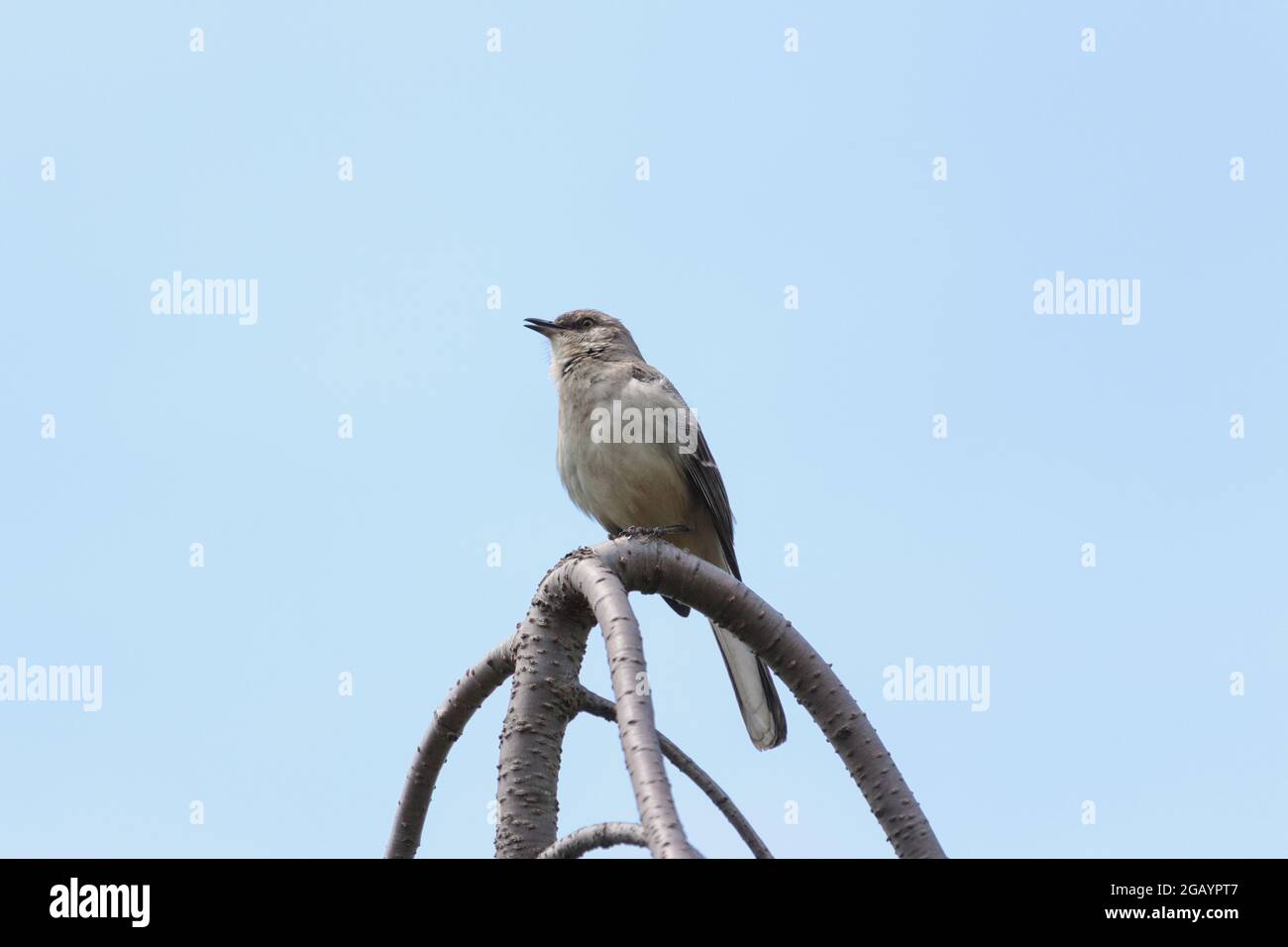 Ein erwachsener nördlicher Spötter, der auf den Ästen eines weinenden Kirschblütenbaums thront, singt sein Herz vor einem klaren, blauen Himmel, einem Kopierraum Stockfoto