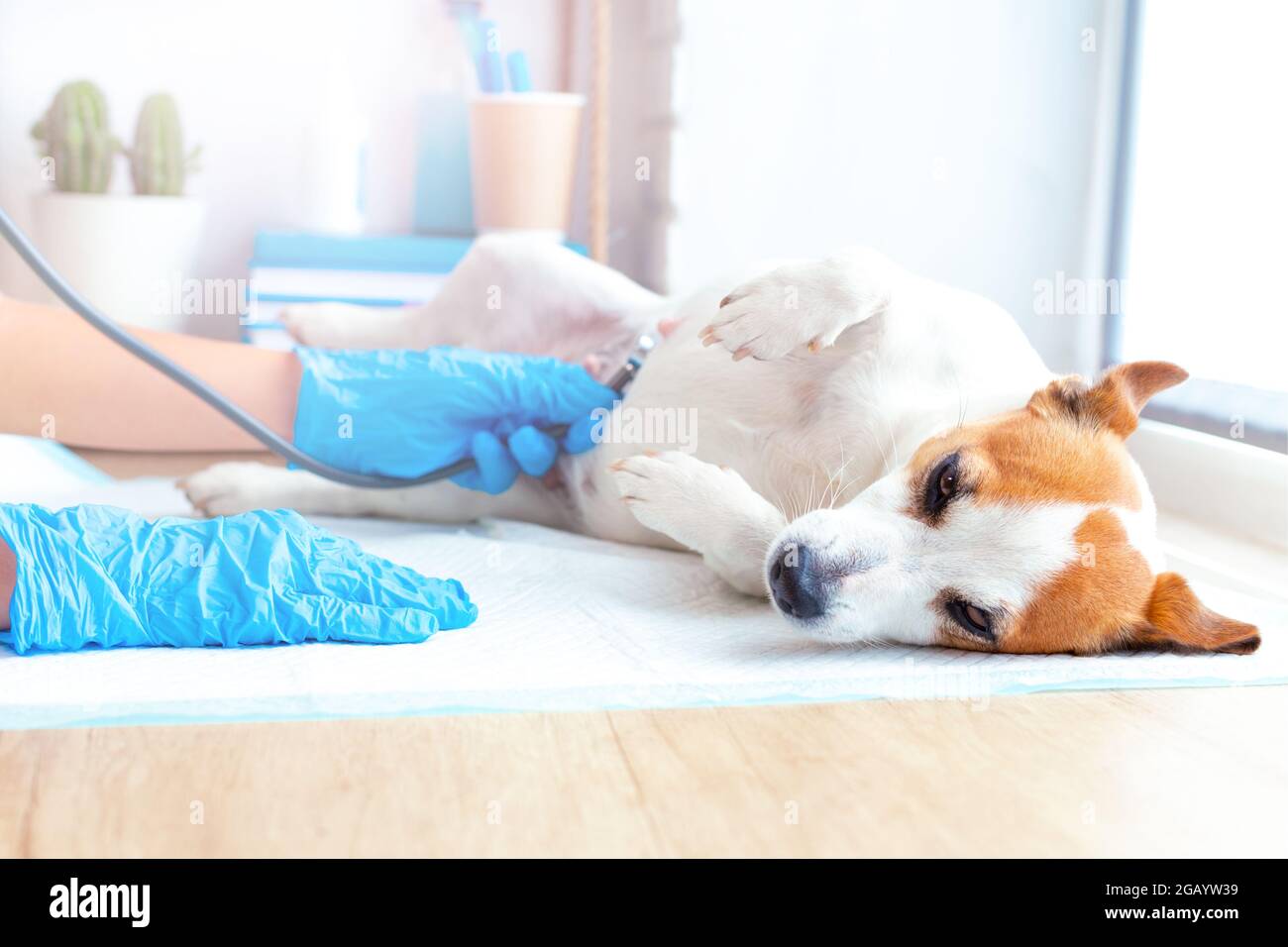 Tierärztliche Versorgung für Haustiere. Ein Tierarzt in blauen Handschuhen untersucht einen lügenden, gehorsamen Hund Jack Russell Terrier, der dem Atem oder dem Herzen zuhört Stockfoto