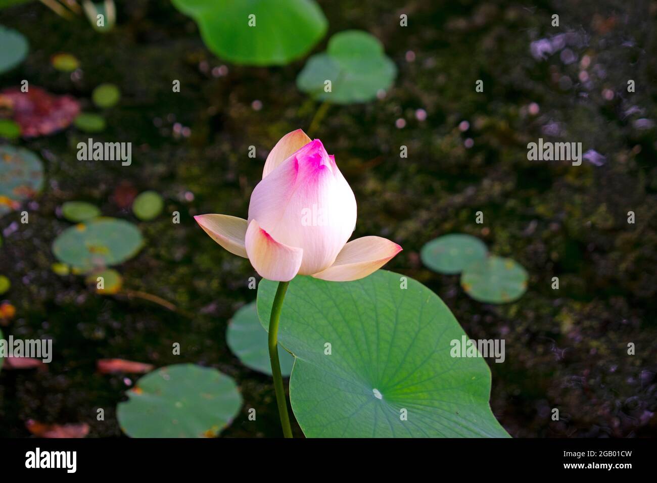 Hellrosa Lotusblume schwimmt in einem See mit einem verschwommenen Hintergrund aus Lotusblättern und Stielen -07 Stockfoto