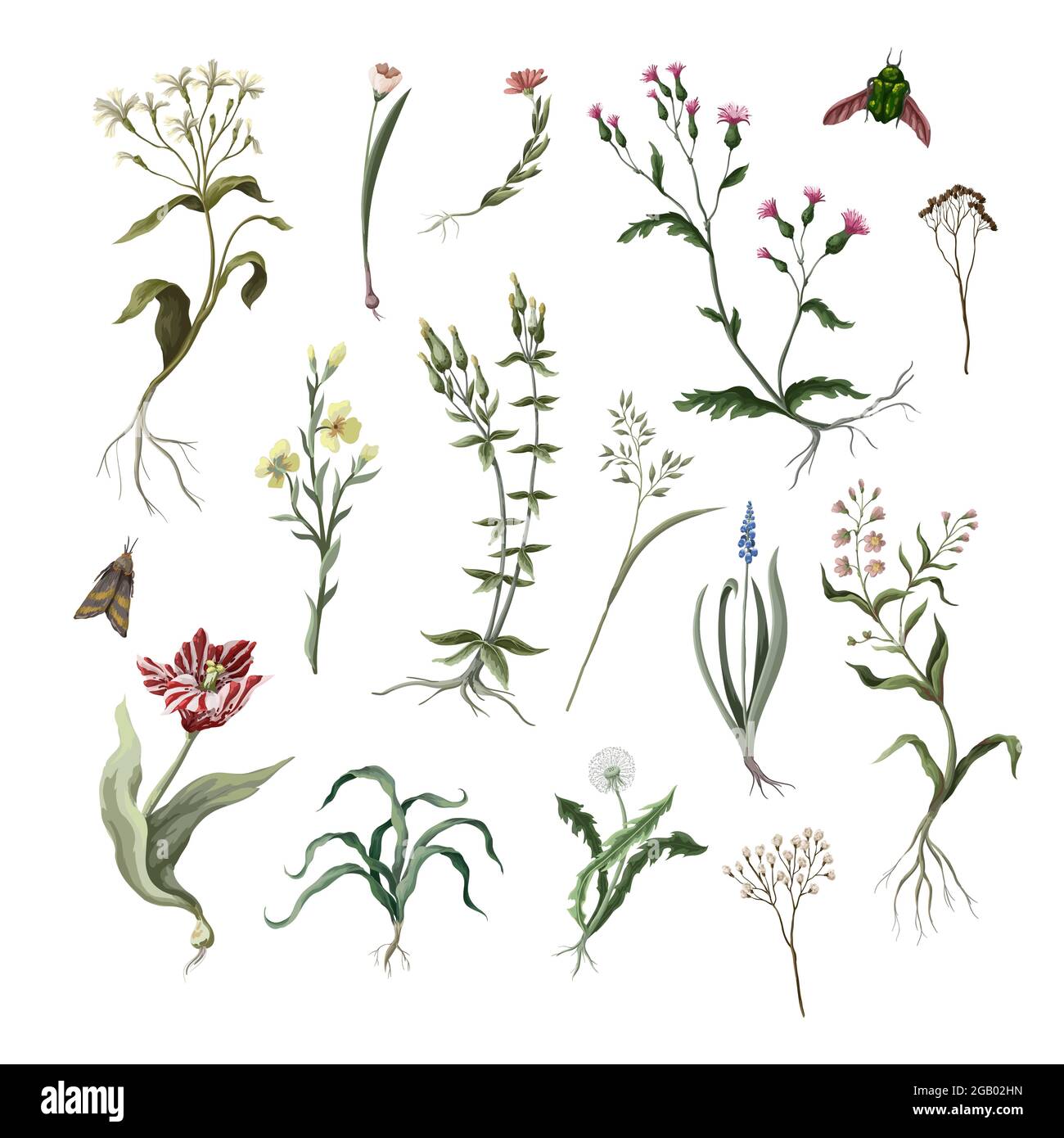 Wilde Blumen isoliert. Vektor. Stock Vektor