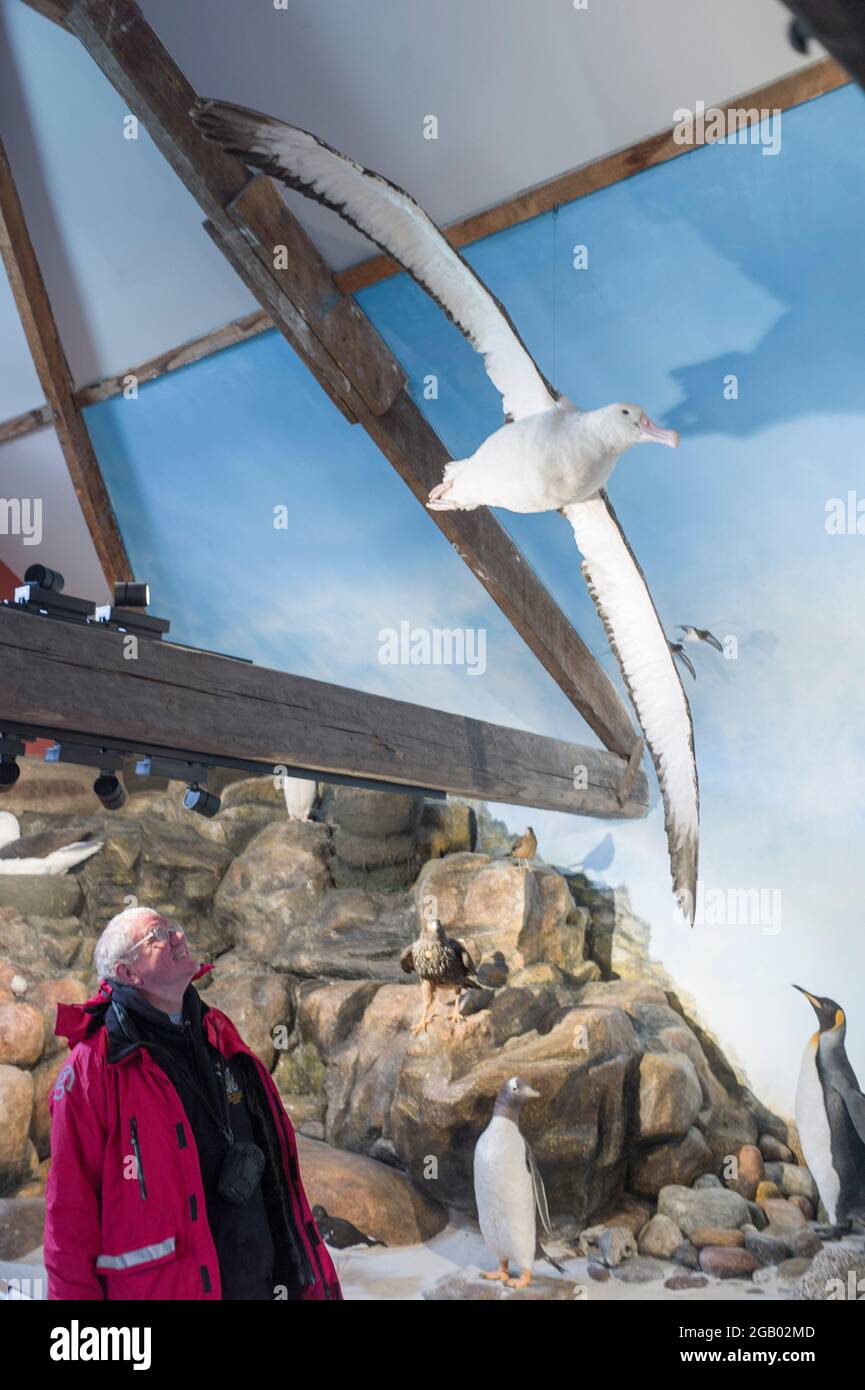 Ein Mann stand neben einem gefüllten Albatros im Port stanley Museum, falkland Islands Stockfoto