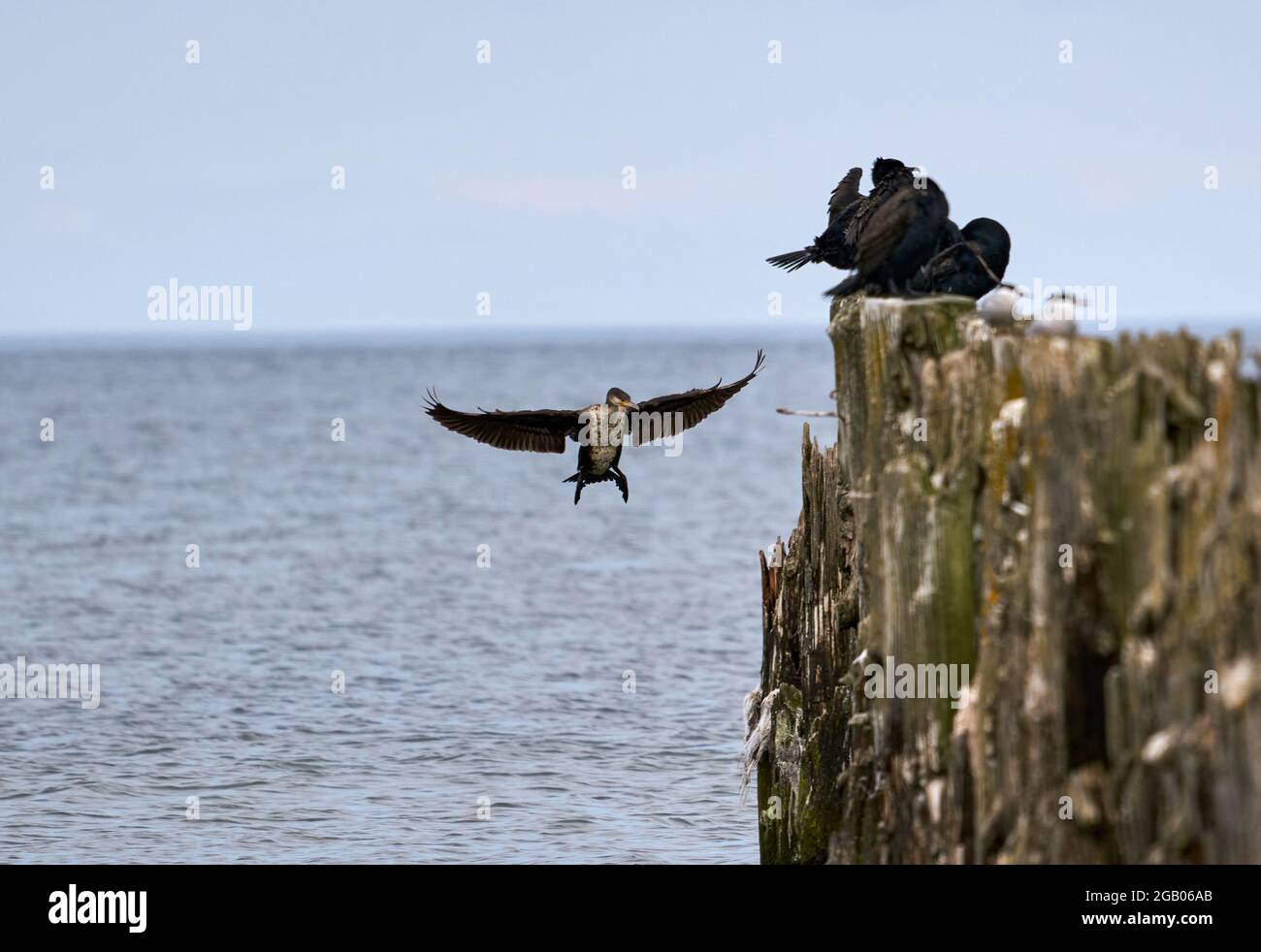 Zweieriger Kormoran, der in einem blauen Himmel fliegt Stockfoto