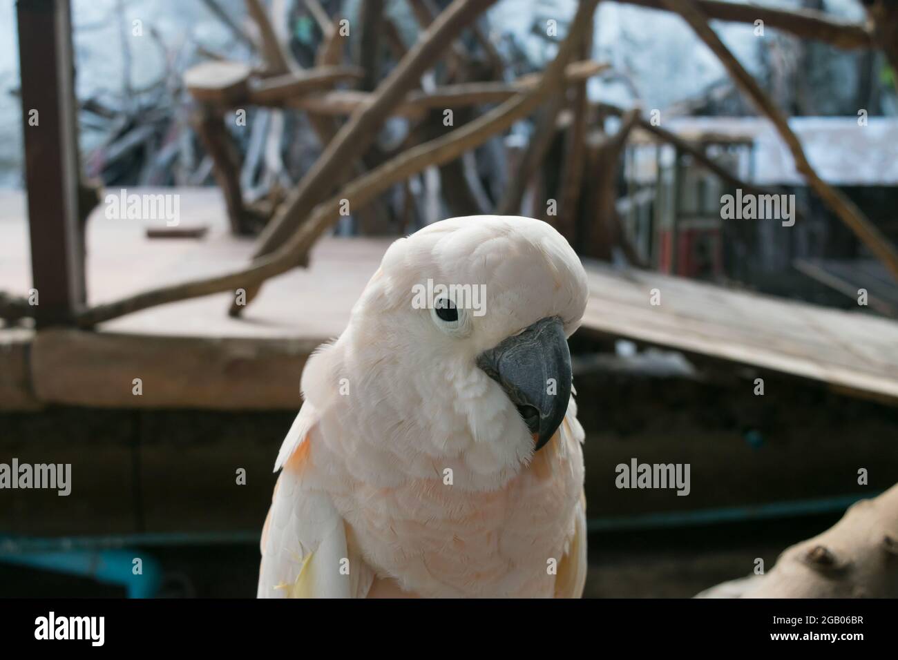 Weißer Papagei auf dem Holzzweig Stockfoto