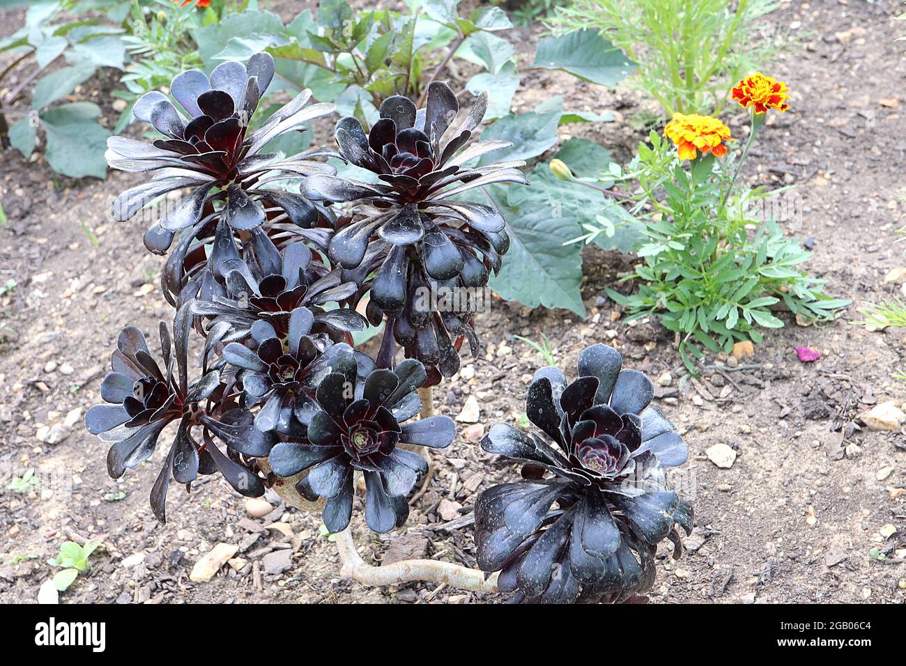 Aeonium arboreum ‘Black Rose’ houseleek Tree Black Rose – Rosetten aus löffelförmigen schwarzen Blättern auf dicken Stielen, Juni, England, Großbritannien Stockfoto