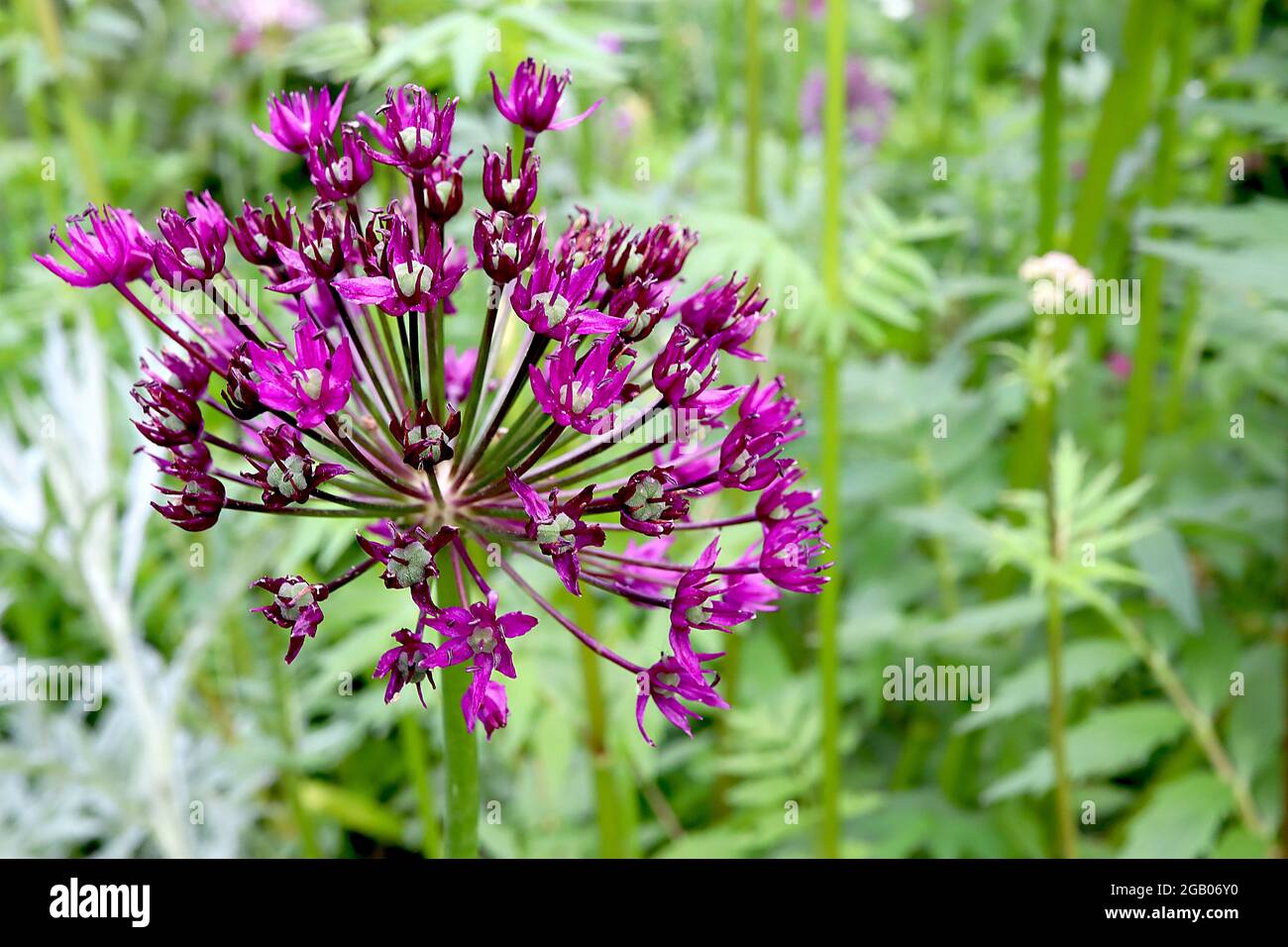 Allium hollandicum ‘Purple Sensation’ Dutch Garlic Purple Sensation – kugelförmige Dolde aus violetten sternförmigen Blüten auf hohem Stamm, Juni, England, Großbritannien Stockfoto