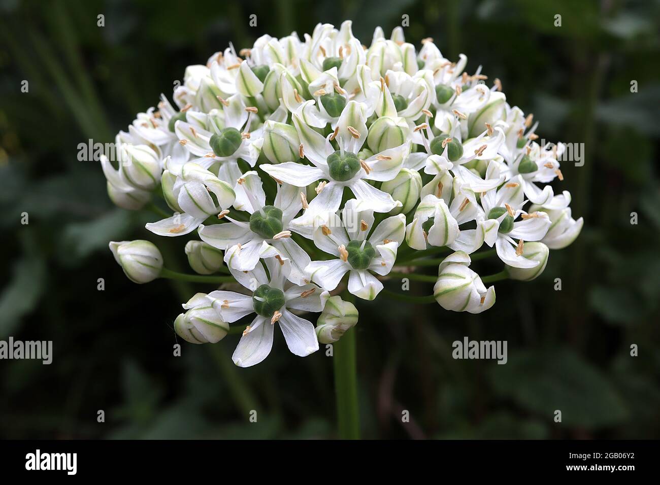 Allium multibulbosum ‘Nigrum’ schwarzer Knoblauch – gewölbte Gruppe großer sternförmiger weißer Blüten mit grünem Streifen, Juni, England, Großbritannien Stockfoto