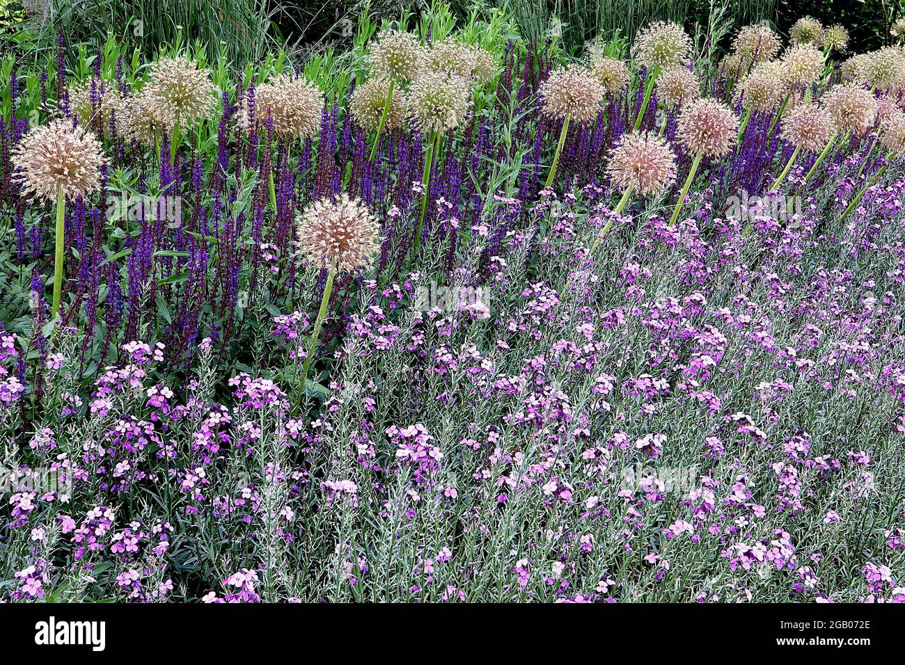 Allium stipitatum ‘White Giant’ Persian Shallot White Giant - kugelförmige Dolde aus weißen sternförmigen Blüten auf hohem Stamm, Juni, England, Großbritannien Stockfoto