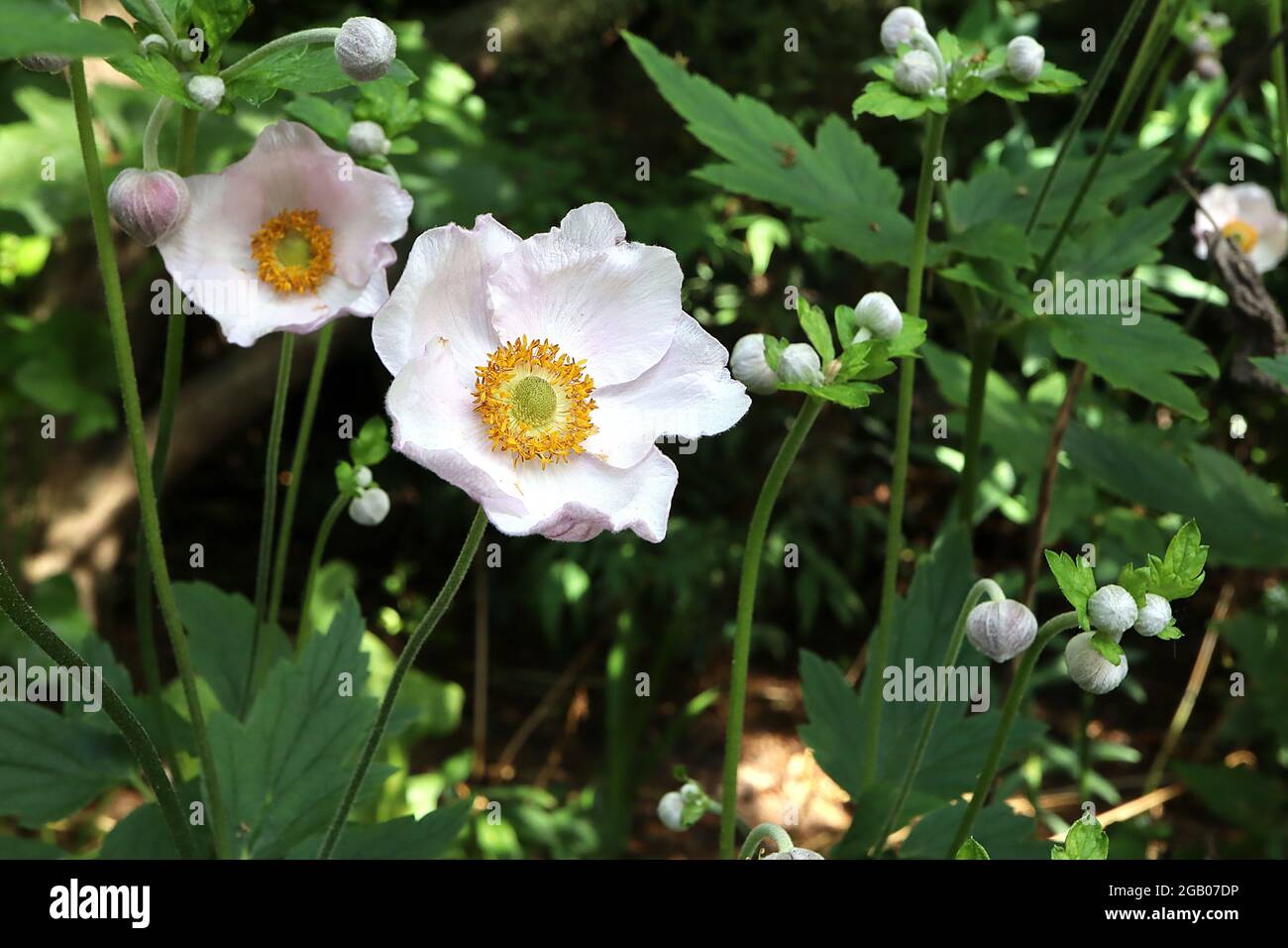 Anemone x hybrida ‘Honorine Jobert’ Japanische Anemone Honorine Jobert – gekräuselte untertasse-förmige weiße Blüten mit grüner Mitte und gelben Staubgefäßen, Juni Stockfoto