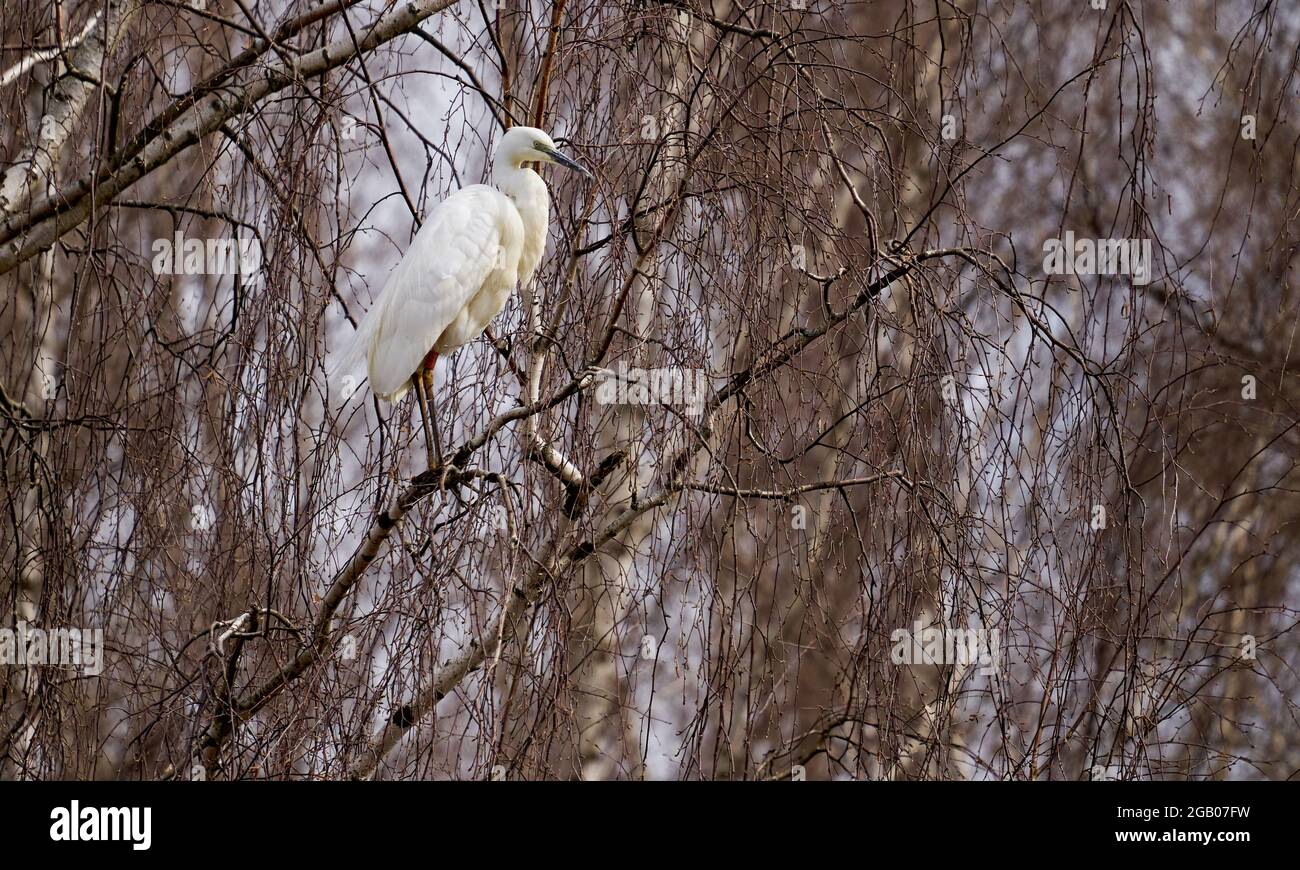Großer Reiher Ardea alba auf einem Ast sitzend. Stockfoto
