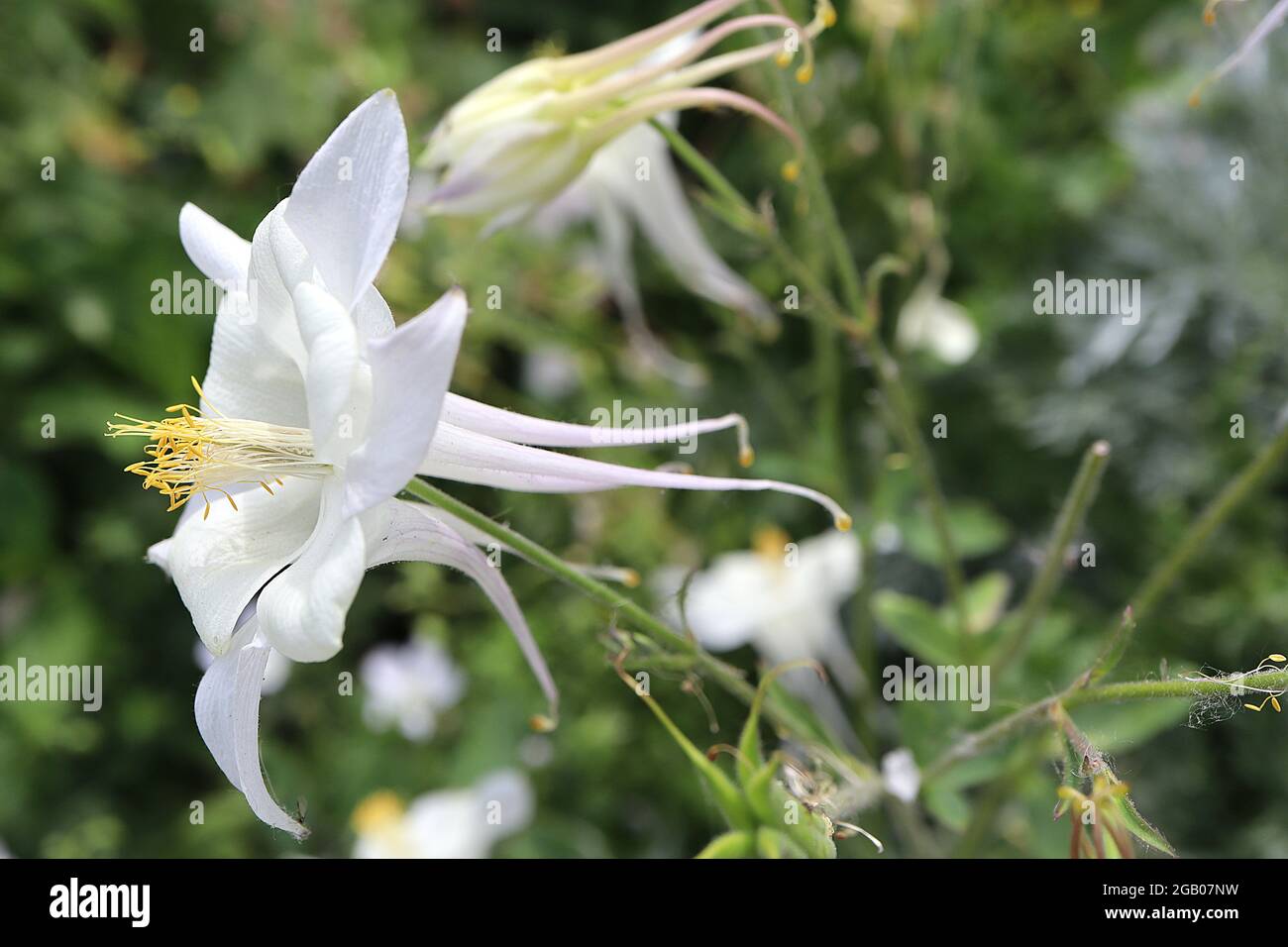 Aquilegia vulgaris ‘Crystal Star’ Columbine / Granny’s Bonnet Crystal Star – weiße Blüten mit weißen, ausgestellten Sepalen und geraden, gelb gespitzten Spornen Stockfoto