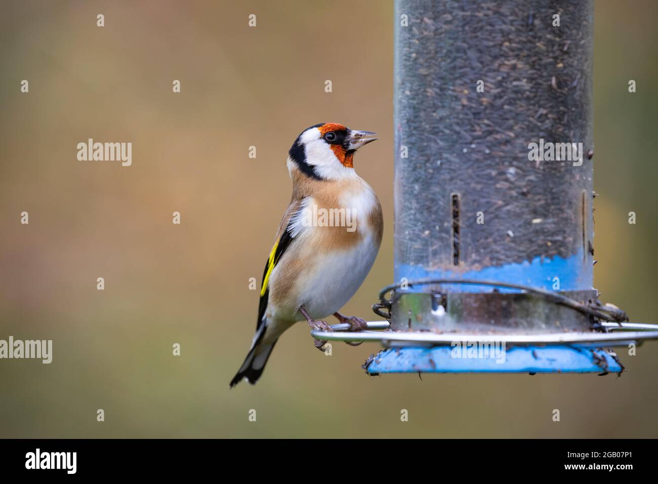 Goldfinch [ Carduelis carduelis ] Fütterung im Niger-Futterhäuschen Stockfoto