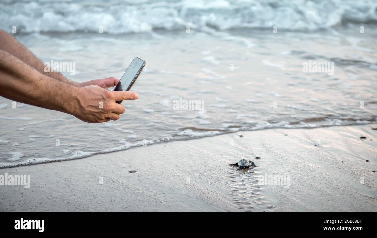 Menschliche Hände mit einem Smartphone machen Foto von wilden Meeresschildkröten schlüpfen am Strand. Konzept der mobilen Wildtierfotografie Stockfoto