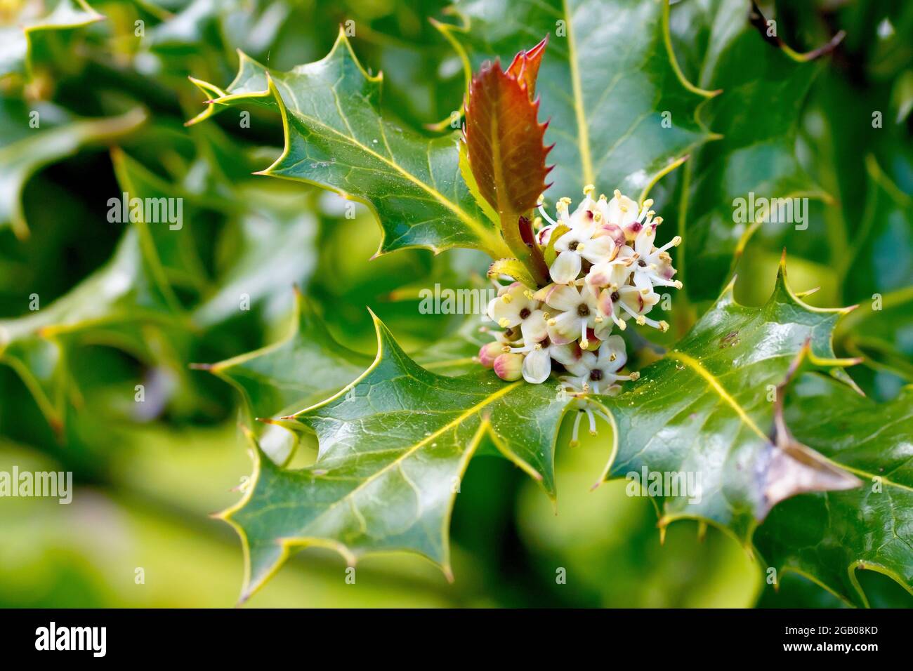 Holly (ilex aquifolium), Nahaufnahme der männlichen Blüten, die im frischen Frühjahrswachstum wachsen. Stockfoto