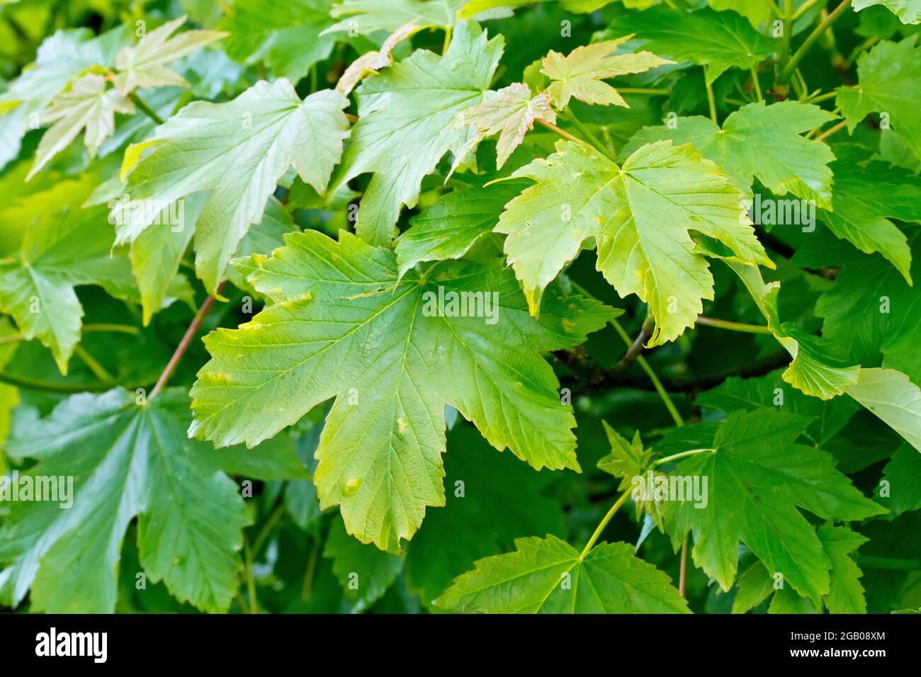 Platane (acer pseudoplatanus), Nahaufnahme der Blätter des Baumes kurz nachdem sie im Frühjahr erscheinen. Stockfoto