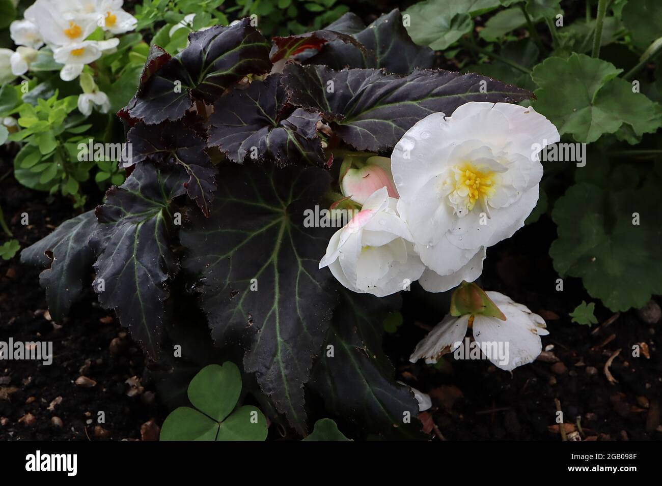 Begonia ‘nonstop Joy Mocca White’ Doppelte weiße Blüten und lila schwarze Engelsblätter mit grünen Adern, Juni, England, Großbritannien Stockfoto