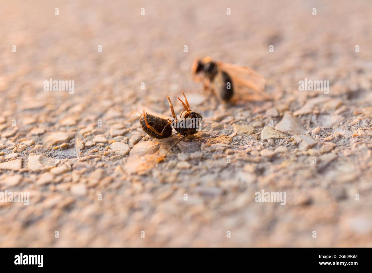 Makro von toten Flügelamanten (Formicidae) auf dem Boden Stockfoto