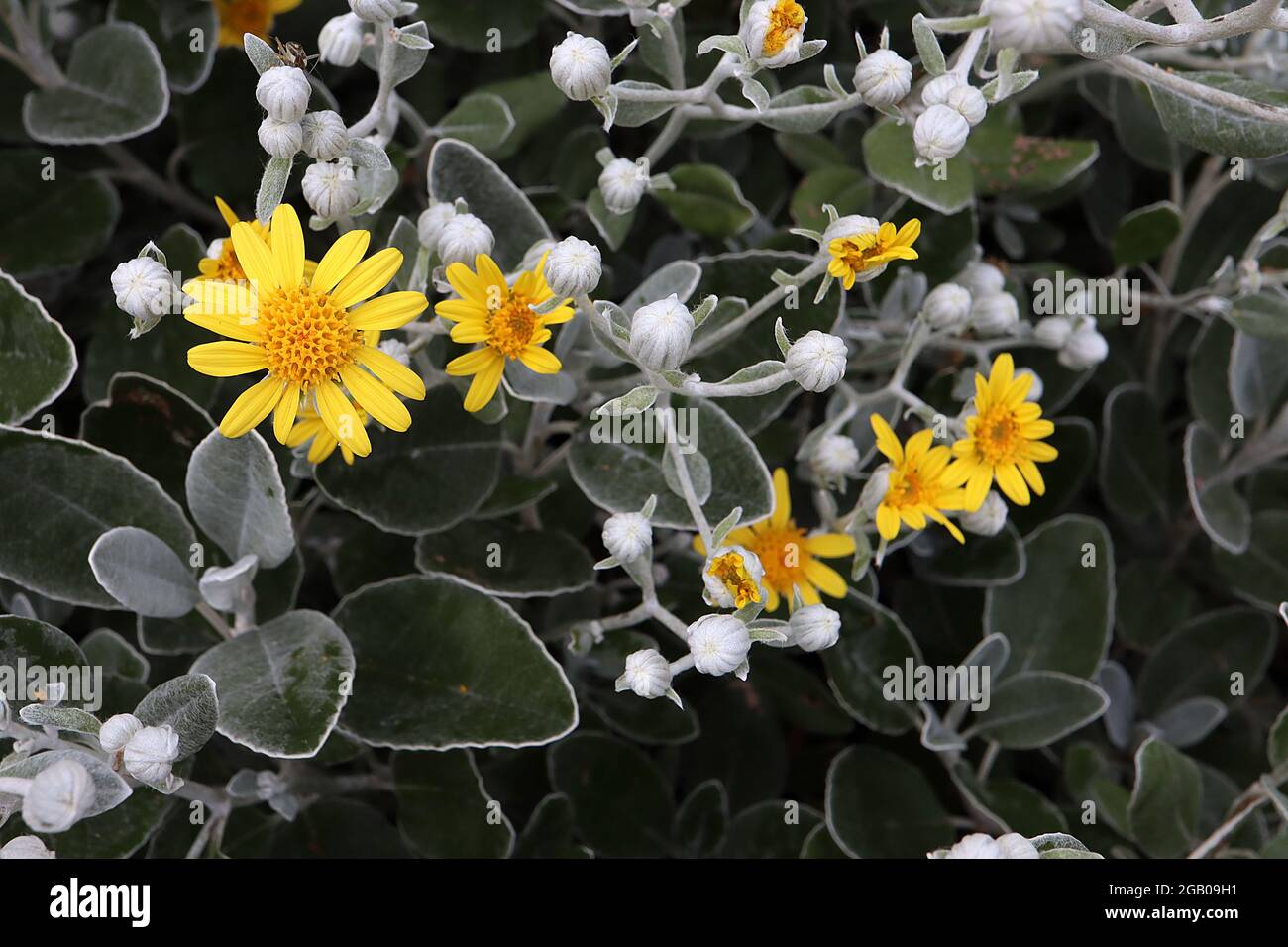 Brachyglottis / Senecio greyi ‘Sunshine’ Gänseblümchen-Busch – gelbe Gänseblümchen und silbergrüne Blätter, Juni, England, Großbritannien Stockfoto