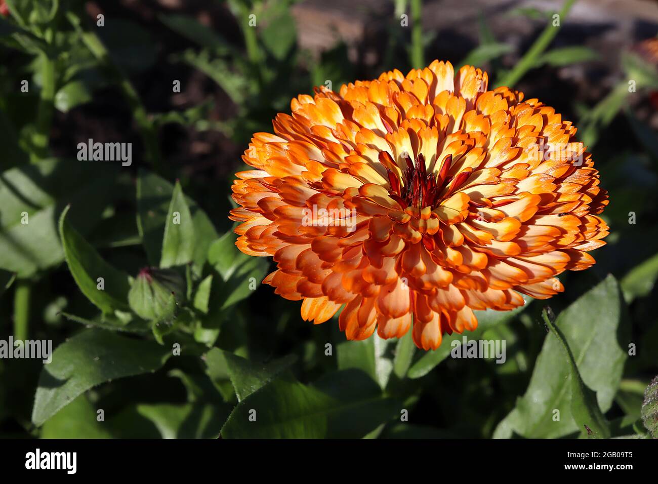 Calendula officinalis ‘Art Shades Mix’ Pot Ringelblume Art Shades Mix – Doppelblüten mit cremefarbenen Blütenblättern in Kupferorange, Juni, England, Großbritannien Stockfoto
