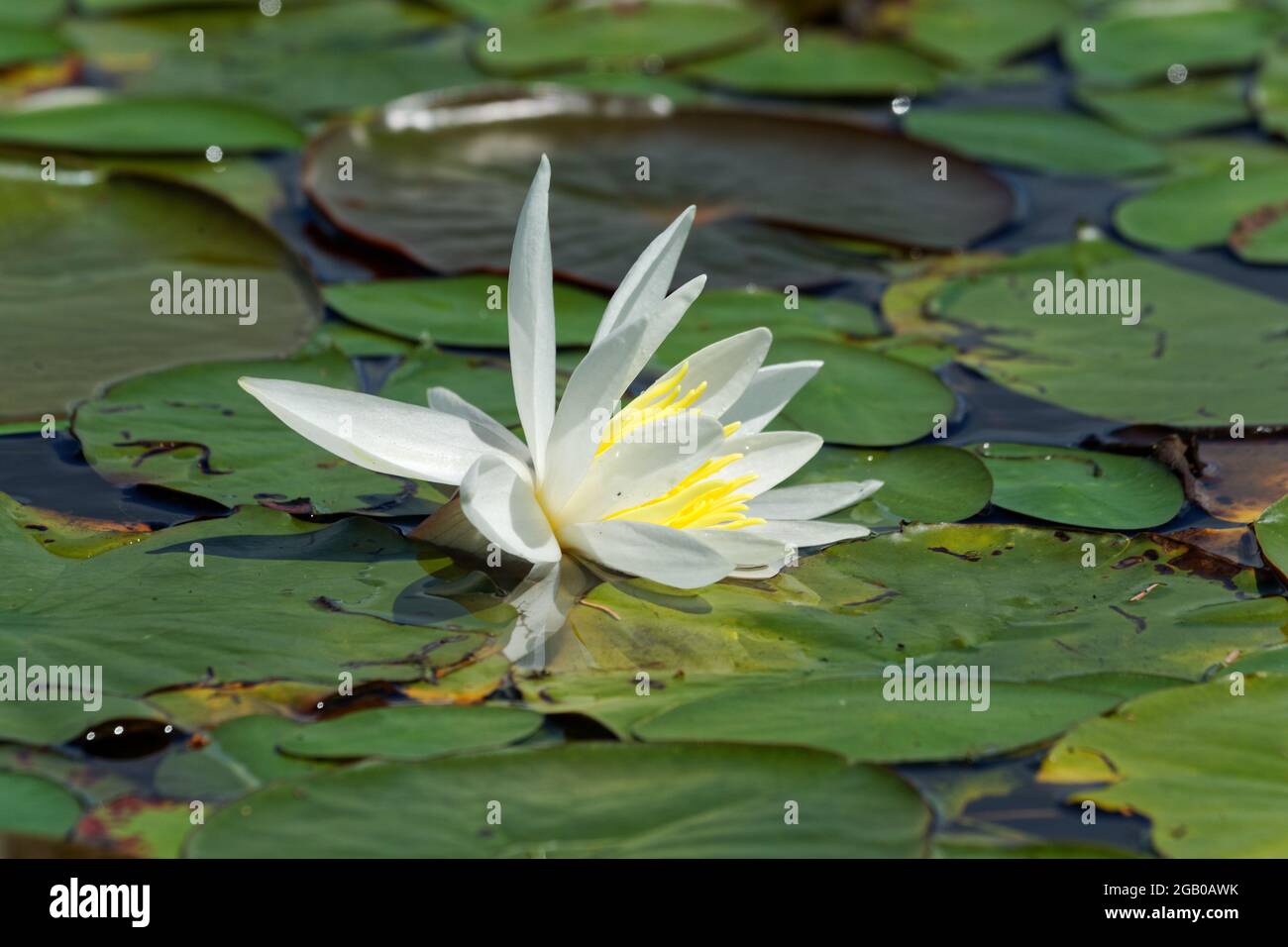 Weiße Wasserlilie, die auf Lilienpads ruht. Quebec, Kanada. Stockfoto
