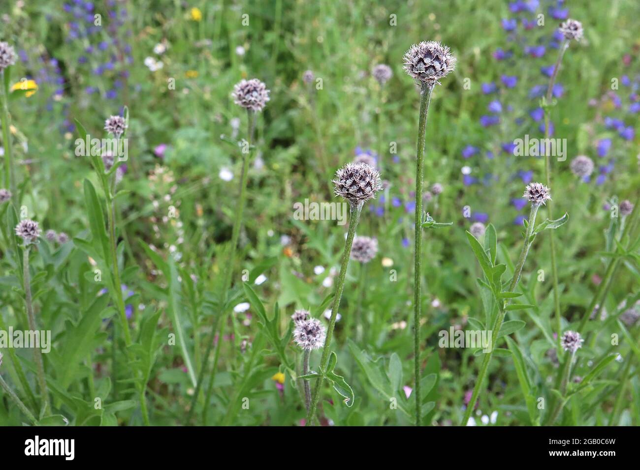 Centaurea atropurpurea sehr dunkelviolette Knospen – Distelähnliches Rautenmuster schuppiger Knospen, Juni, England, Großbritannien Stockfoto