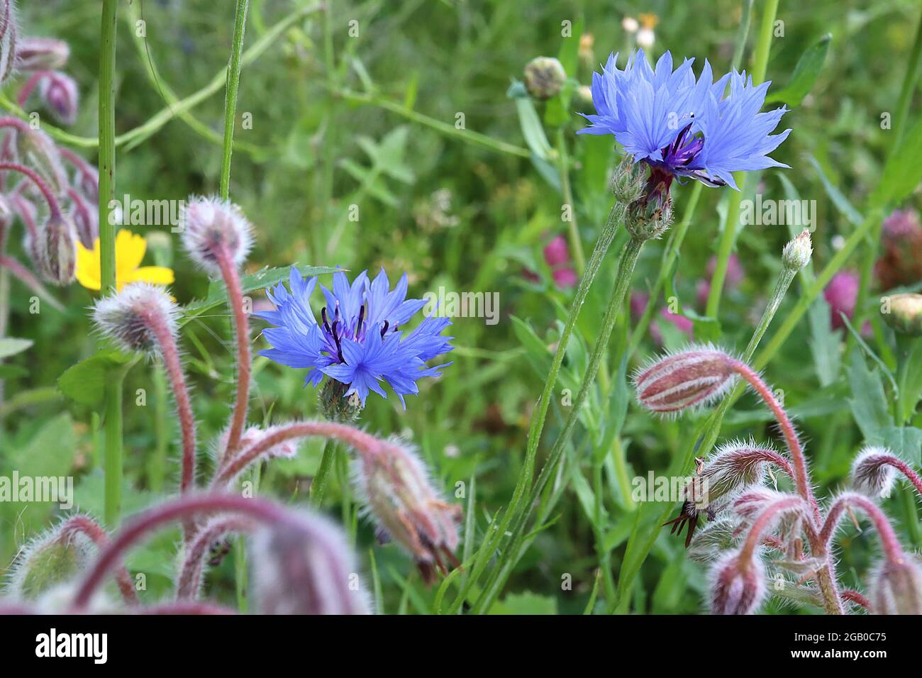 Centaurea Cyanus blue cornflower – Blütenkopfring aus himmelblauen Blüten, Borago officinalis Borage Blütenknospen, Juni, England, Großbritannien Stockfoto