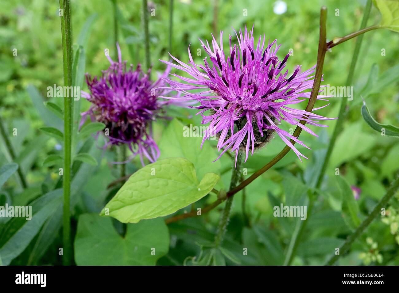 Centaurea scabiosa Greater Knipweed – großer Blütenkopfring aus violetten Blüten, Juni, England, Großbritannien Stockfoto