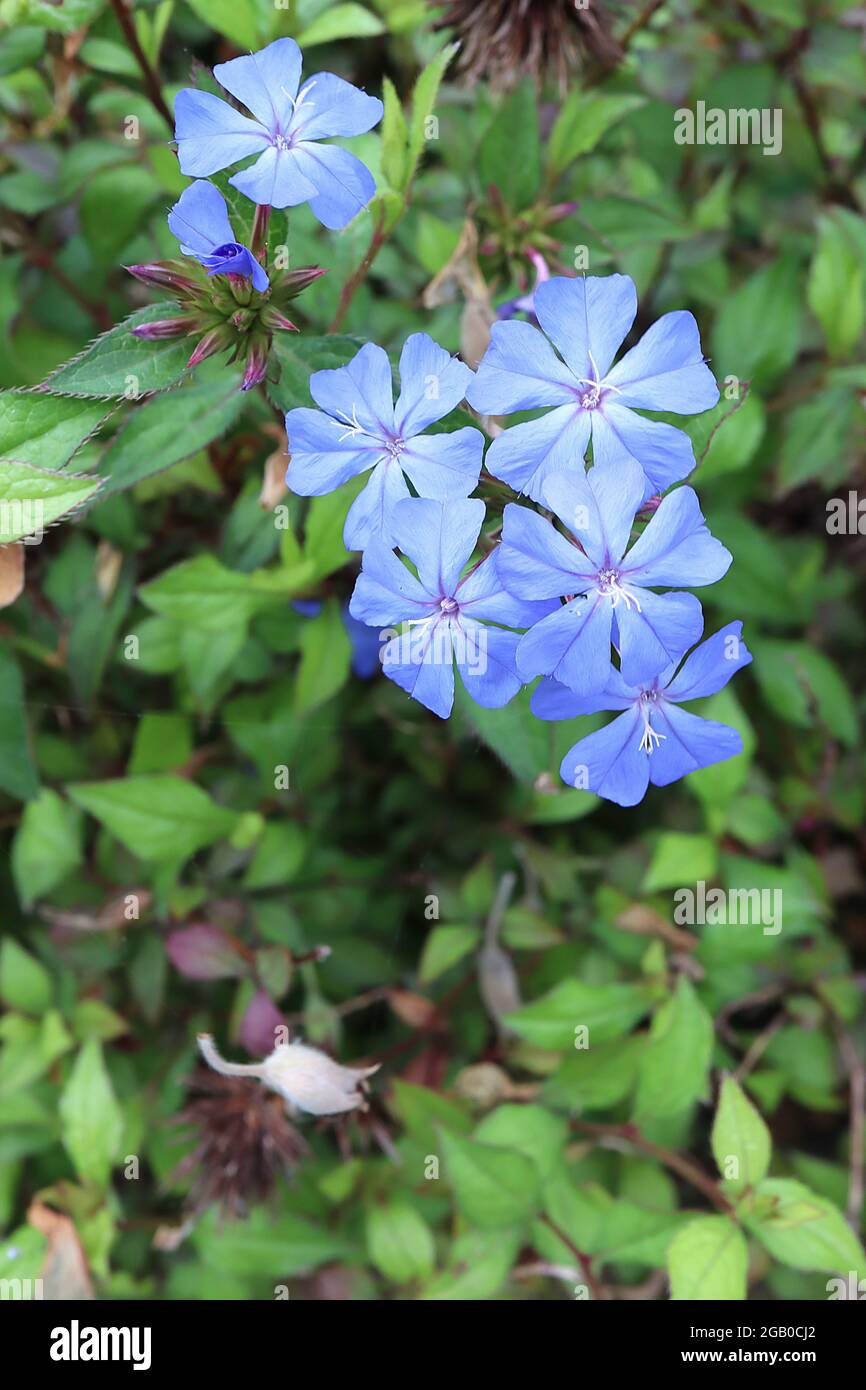 Ceratostigma willmottianum ‘Forest Blue’ Chinese plumbago – himmelblaue Blüten und frische grüne Blätter mit feinen roten Rändern, Juni, England, Großbritannien Stockfoto