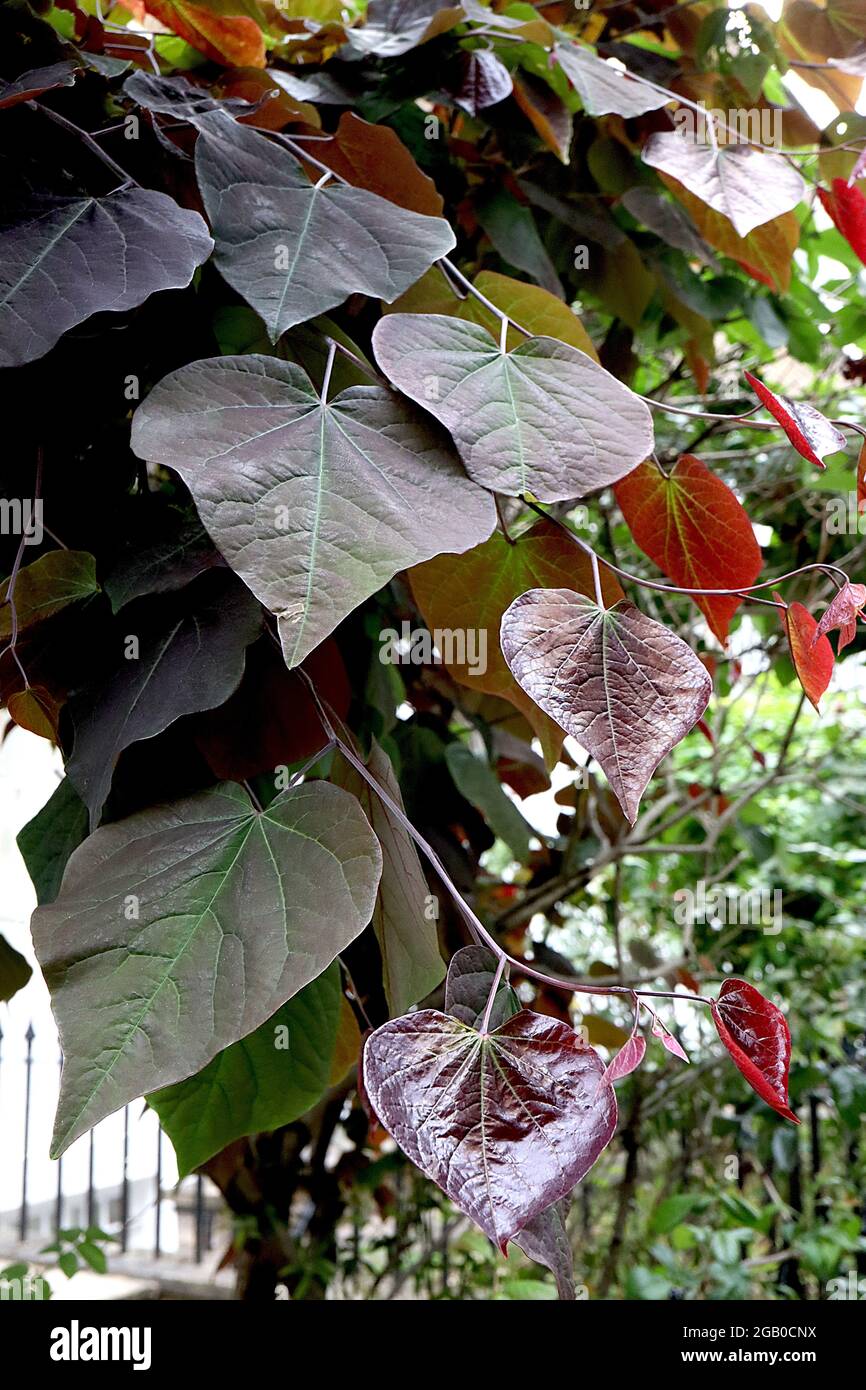 Cercis canadensis ‘Forest Pansy’ Eastern Redbud Forest Pansy – reichhaltige, glänzende und mattviolett-rote Blätter, Juni, England, Großbritannien Stockfoto