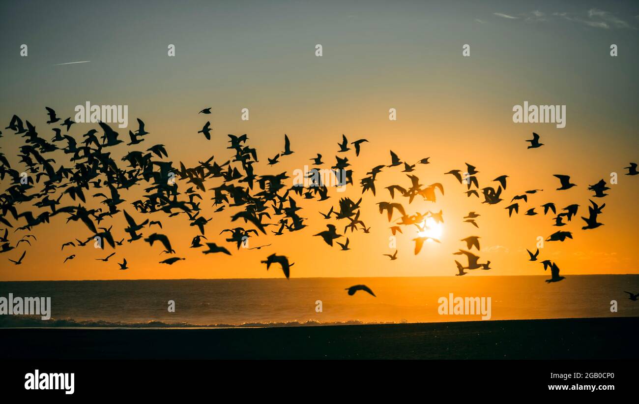 Silhouetten scharen sich von Möwen über den Atlantischen Ozean während eines atemberaubenden orangen Sonnenuntergangs. Stockfoto