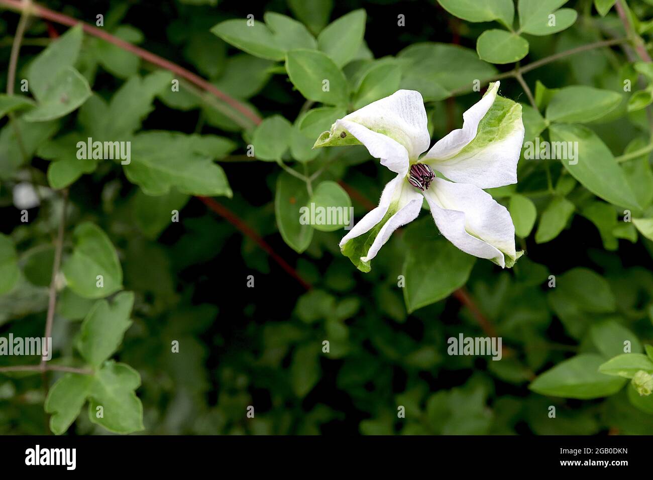 Clematis ‘Alba Luxurians’ Weiße Clematis mit verdrehten Blütenblättern und grünen Spritzern, Juni, England, Großbritannien Stockfoto