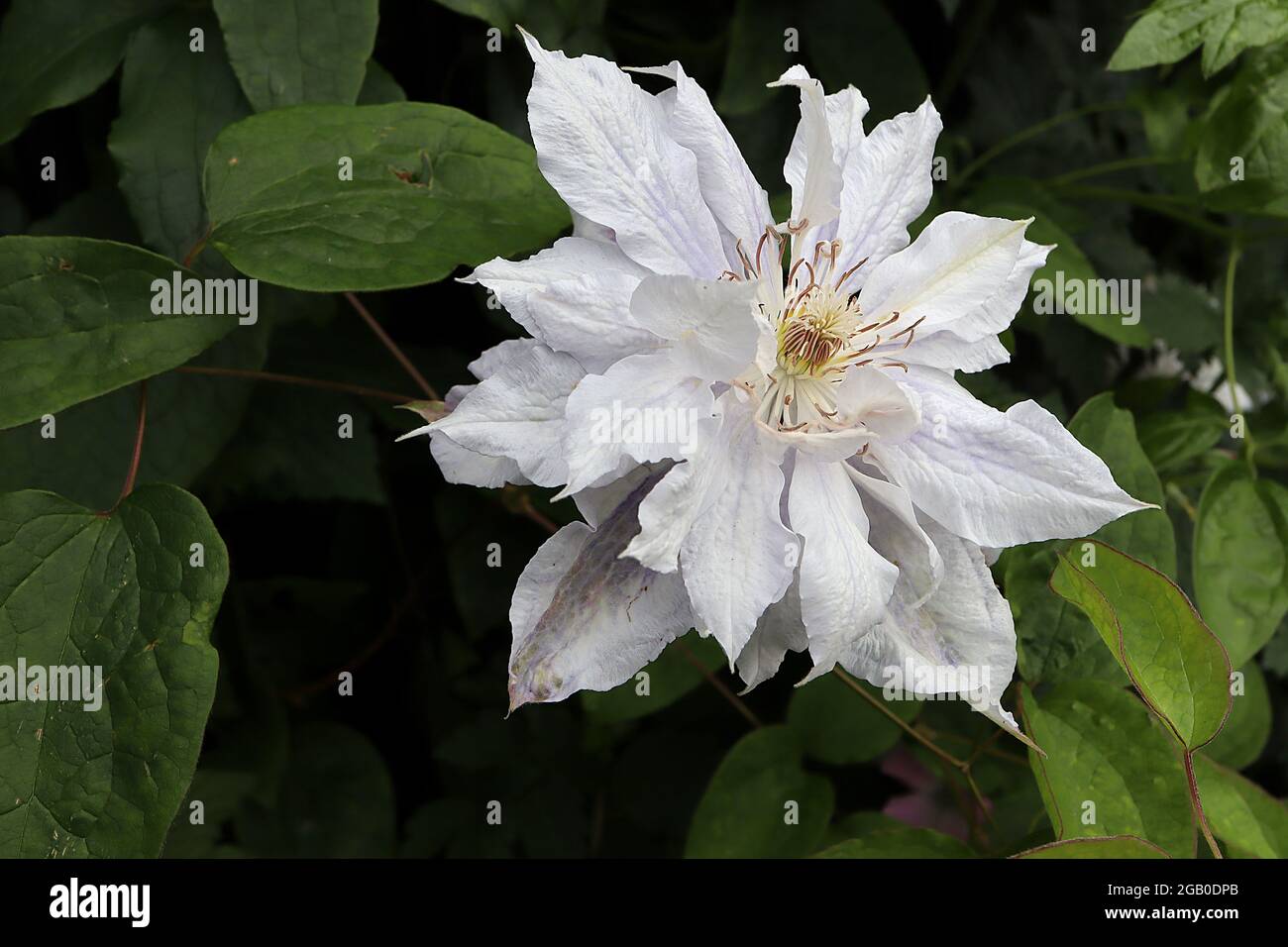 Clematis jackmanii ‘Alba’ Doppelte weiße Clematis mit schwachen violetten Adern und Tönungen, Juni, England, Großbritannien Stockfoto