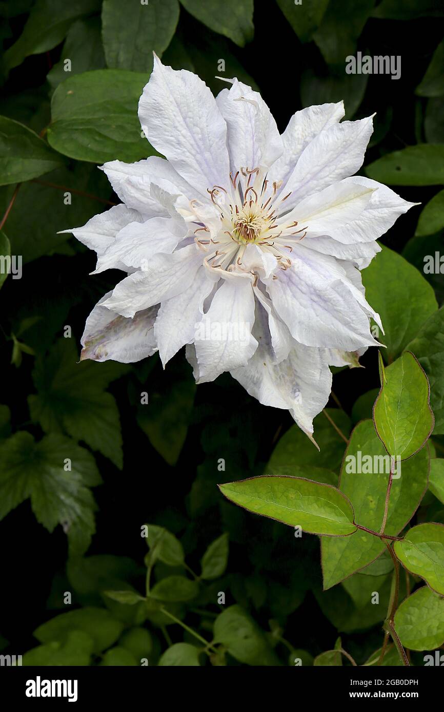 Clematis jackmanii ‘Alba’ Doppelte weiße Clematis mit schwachen violetten Adern und Tönungen, Juni, England, Großbritannien Stockfoto