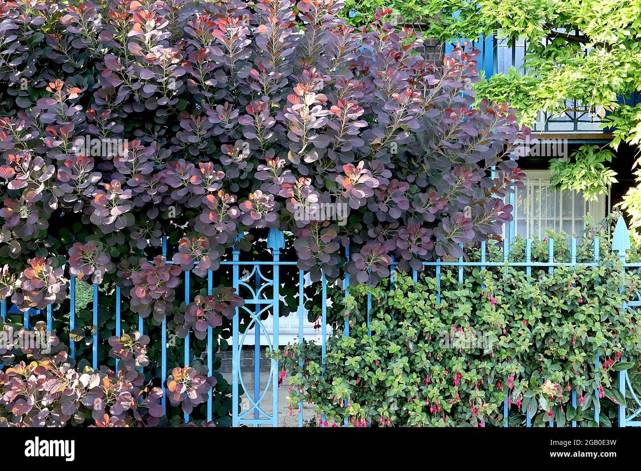 Cotinus coggygria ‘Royal Purple’ Rauchbaum Royal Purple – transparente, kastanienrote Blätter, Juni, England, Großbritannien Stockfoto