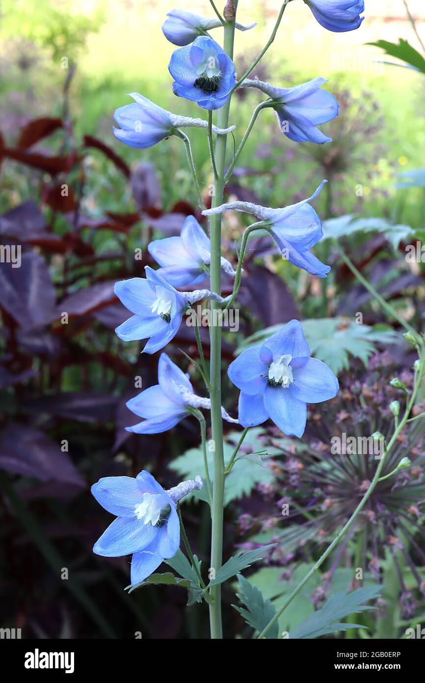 Delphinium ‘Cliveden Beauty’ Larkspur Cliveden Beauty – aufrechte Trauben von blassblauen Blüten und weißen inneren Blütenblättern, Juni, England, Großbritannien Stockfoto