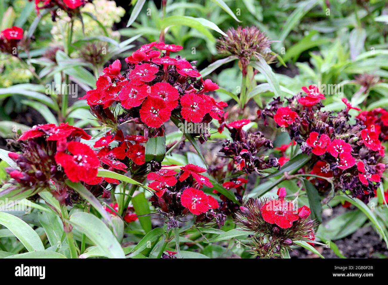 Dianthus barbatus ‘Sweet Red’ Sweet William Sweet Red - gewölbte Blütenköpfe aus scharlachroten Blüten mit Fransen, Juni, England, Großbritannien Stockfoto