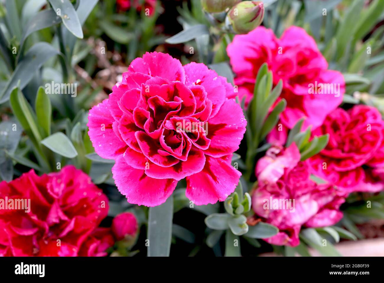 Dianthus caryophyllus ‘Odessa Red’ Carnation Odessa Red – magentarote Doppelblüten mit kastanienbraunen, schwarzen Blütenblättern und zerzaustem Herzen, Juni, Großbritannien Stockfoto
