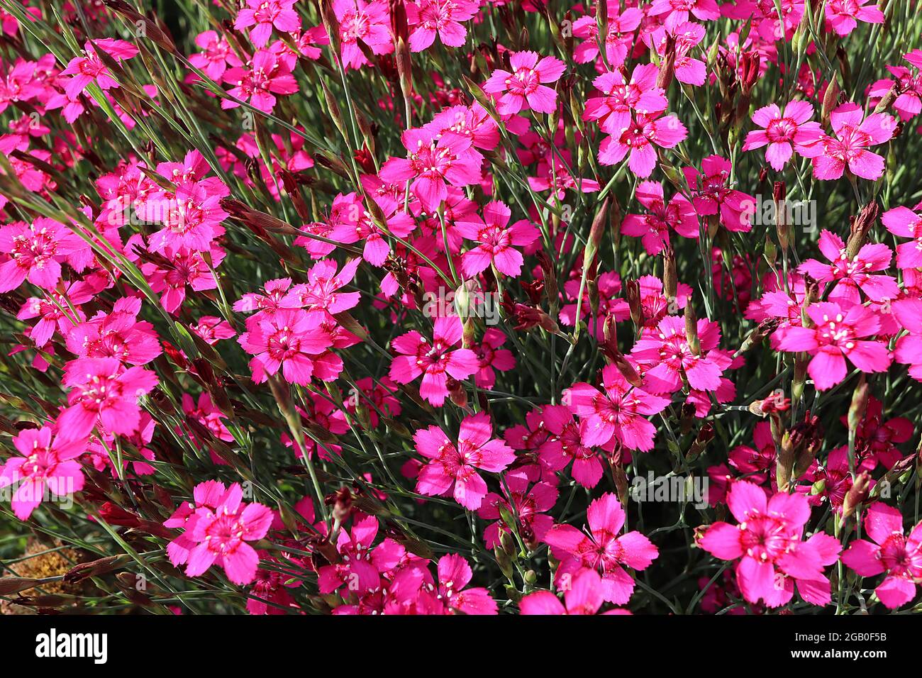 Dianthus deltoides ‘brilliancy’ Maid Pink brilliancy – tiefrosa Blüten mit rotem Ring und gefransten Blütenblättern, Juni, England, Großbritannien Stockfoto