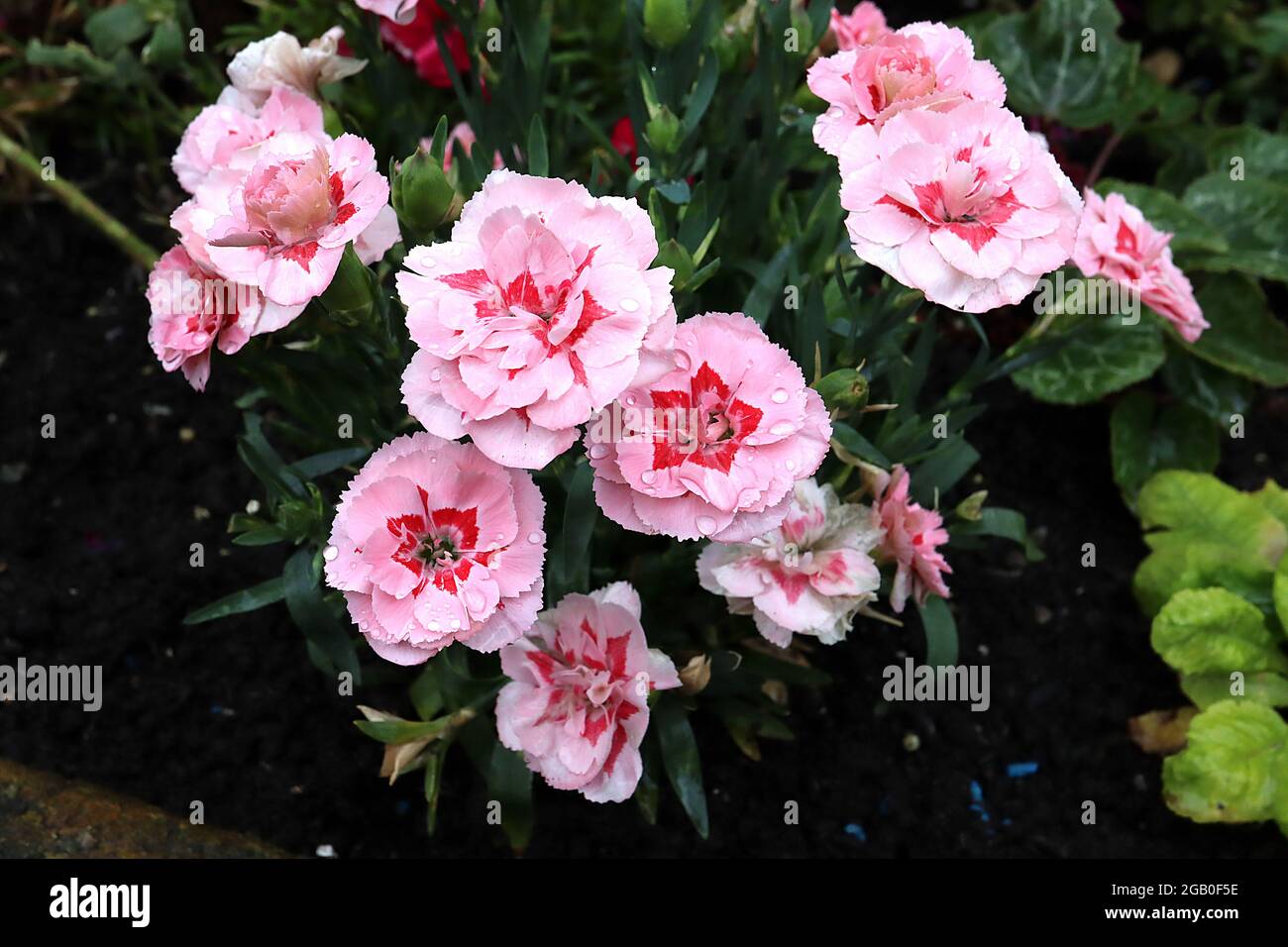 Dianthus caryophyllus ‘Oscar Pink’ Border Carnation Oscar Pink – blassrosa Blüten mit roten Augen und Fransenblättern, Juni, England, Großbritannien Stockfoto