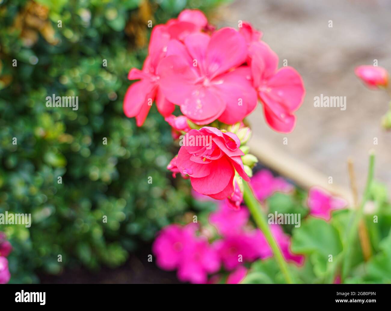 Schöne rosa karmesinrote Blume der Phlox paniculata 'Sweet Summer Red' in der Sommerblüte Stockfoto