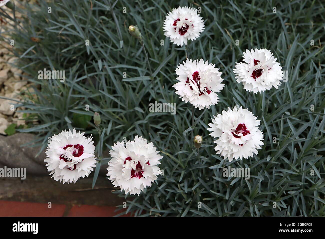 Dianthus ‘Silver Star’ alpenländischer Dianthus Silver Star – weiße Blüten mit violettem Auge und Fransenblättern, Juni, England, Großbritannien Stockfoto