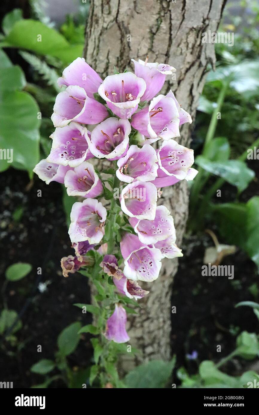 Lila fingerhut blätter -Fotos und -Bildmaterial in hoher Auflösung – Alamy