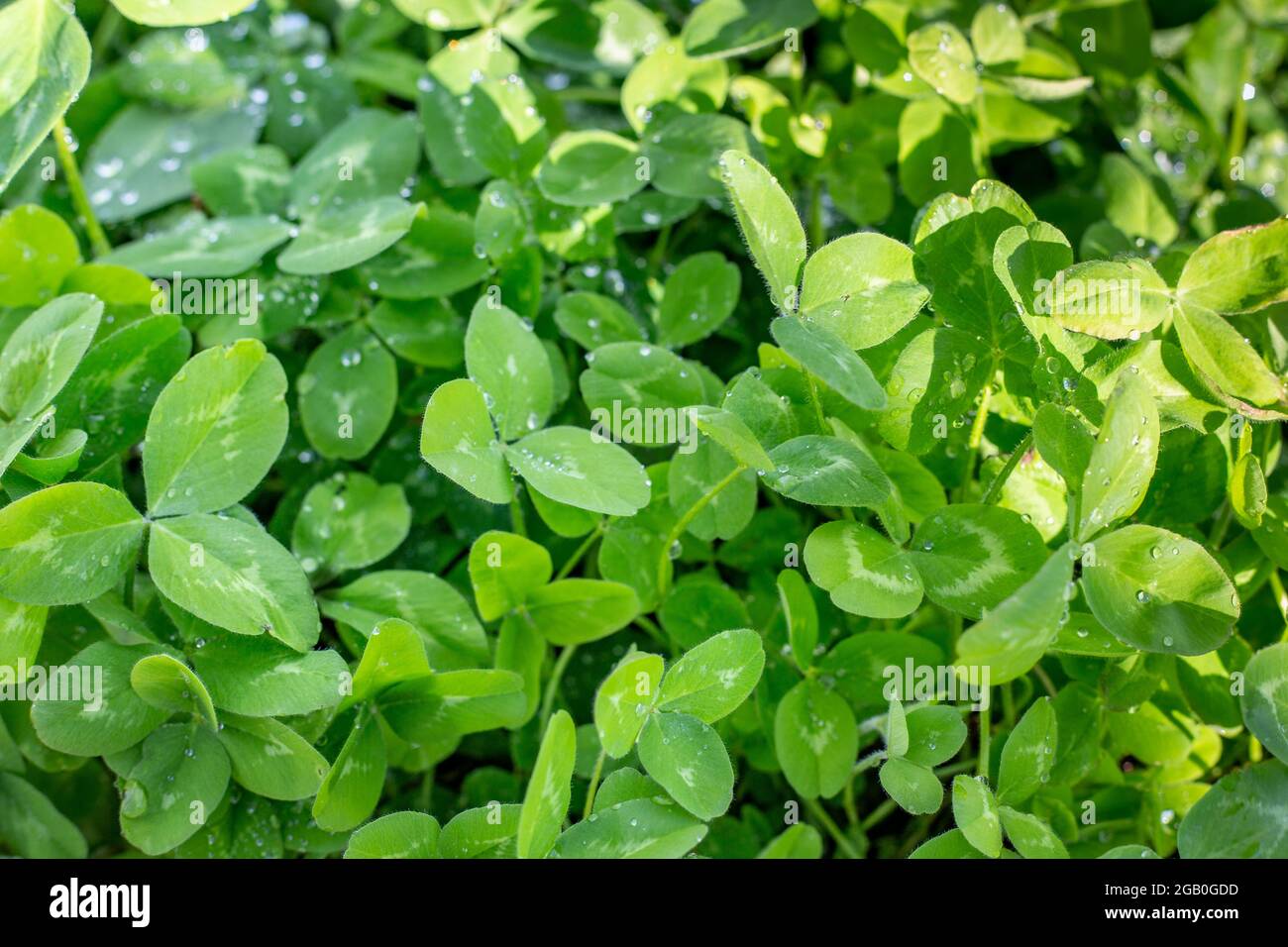 Rotklee (Trifolium pratense) ist eine unverzichtbare Pflanze für eine nachhaltige Landwirtschaft. Es ist wahrscheinlich der beste Kleeblatt für Stickstoff Fixierung und gemischt mit Stockfoto