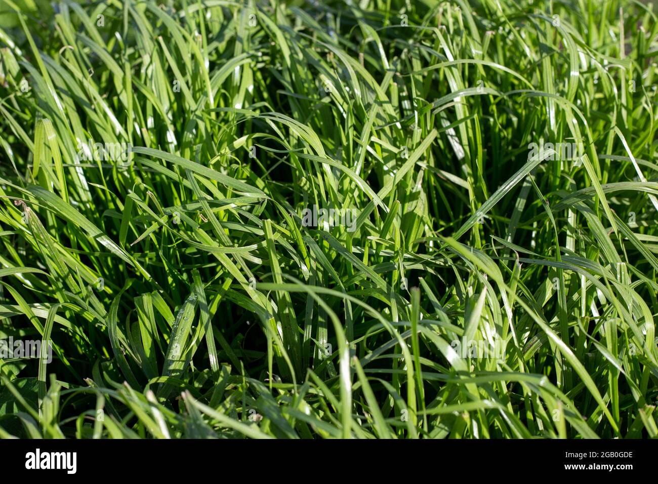 Tetraploider italienischer Ryegrass, der in einem Weideplan auf einem Bauernhof verwendet wurde, Canterbury, Neuseeland Stockfoto