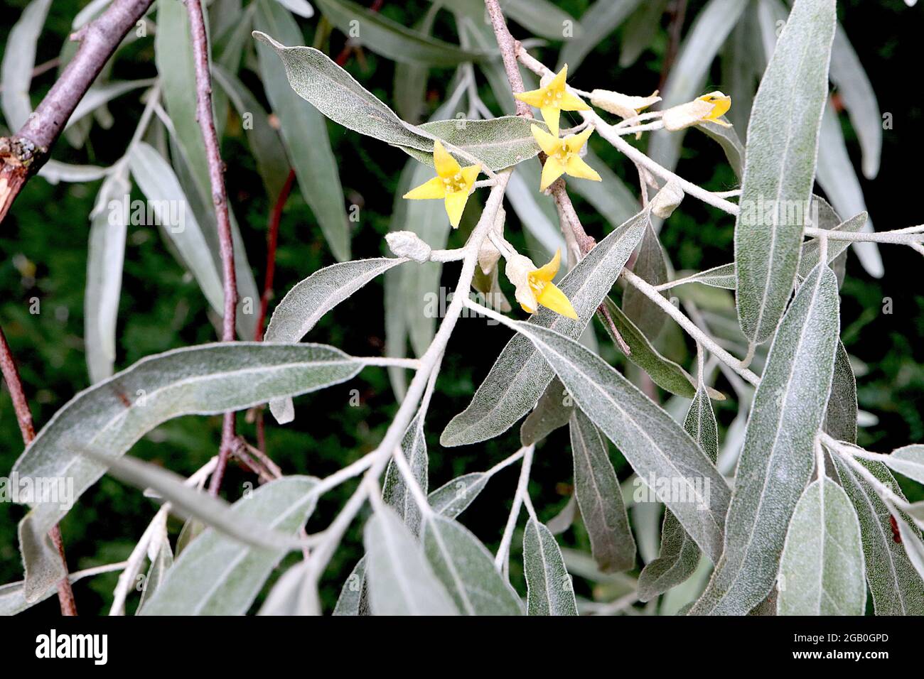 Elaeagnus angustifolia oleaster – gelbe Blüten und silbergraue Blätter, Juni, England, Großbritannien Stockfoto