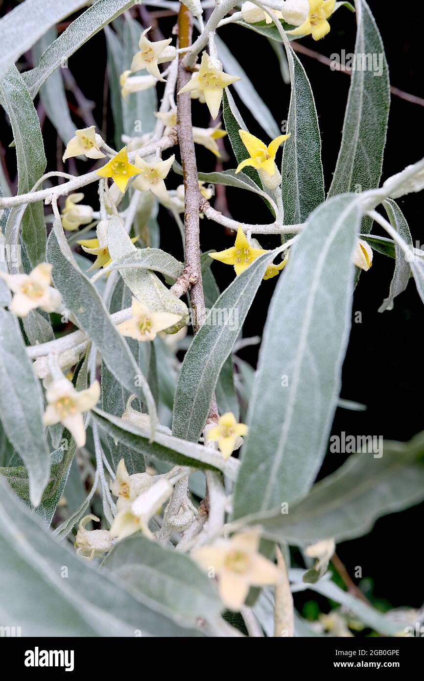Elaeagnus angustifolia oleaster – gelbe Blüten und silbergraue Blätter, Juni, England, Großbritannien Stockfoto