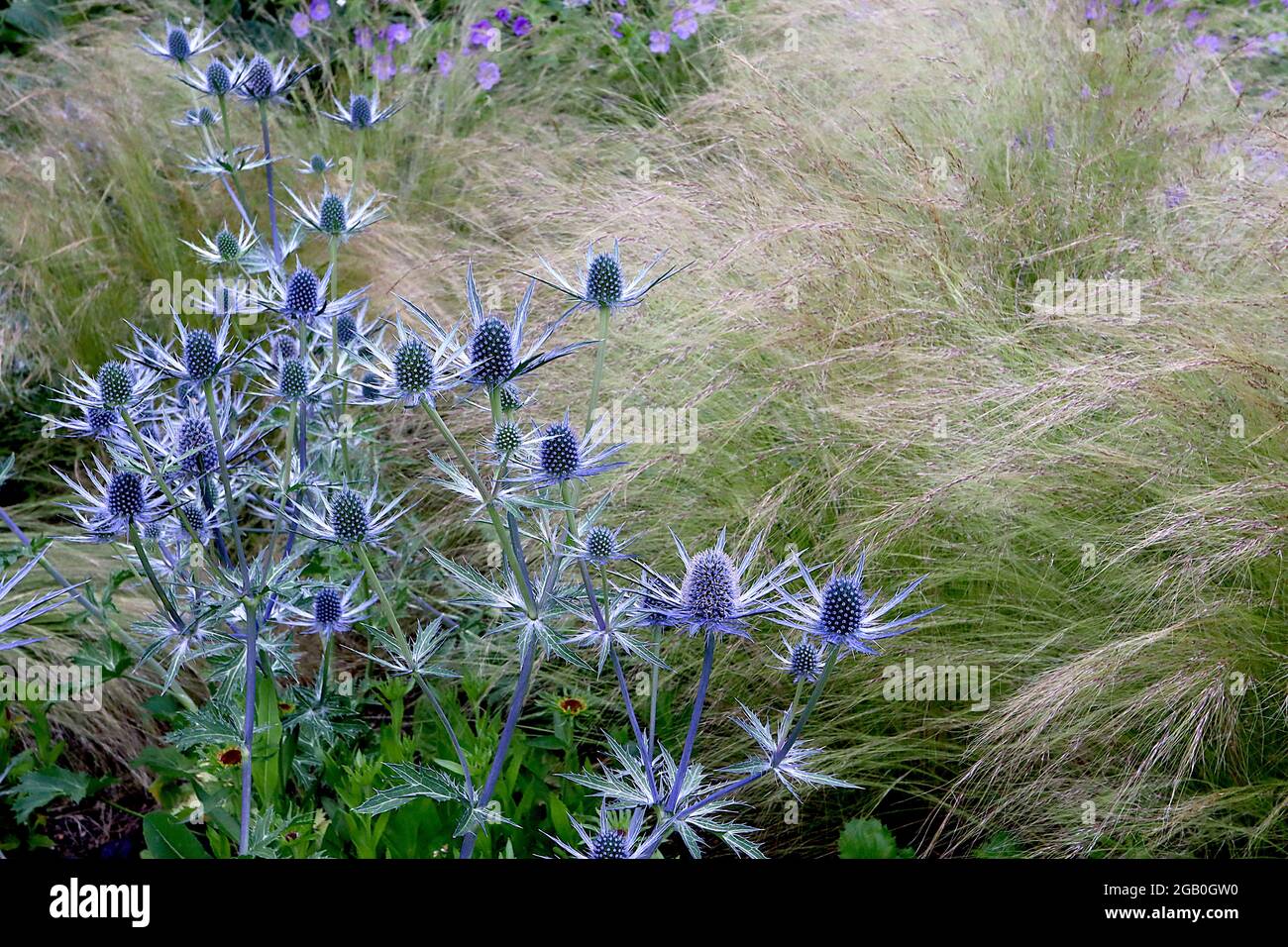 Eryngium x zabelii Big Blue Sea Stechpalme Big Blue – kegelförmige Blütenköpfe auf silberblauen Hochblättern, Juni, England, Großbritannien Stockfoto