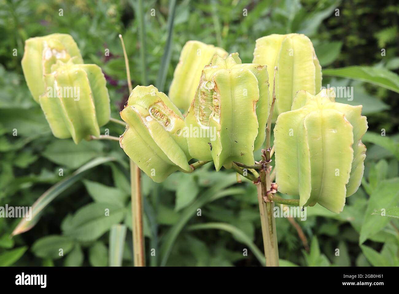 Fritillaria imperalis Samenkapseln Imperial Fritillary Samenkapseln – blassgrüne zylindrische geriffelte Samenkapseln, Juni, England, Großbritannien Stockfoto
