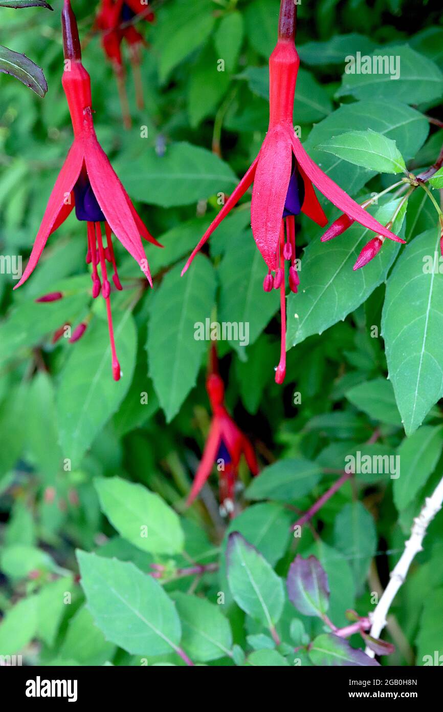 Fuchsia magellanica violett lila Rock und heruntergefegte purpurrote Sepalen, Juni, England, UK Stockfoto