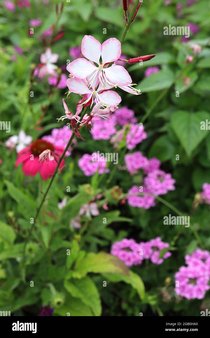 Gaura lindheimeri ‘Rosy Jane’ Oenothera lindheimeri Harrosy – lange Stiele flacher weißer Blüten mit rosa Rändern, Juni, England, Großbritannien Stockfoto