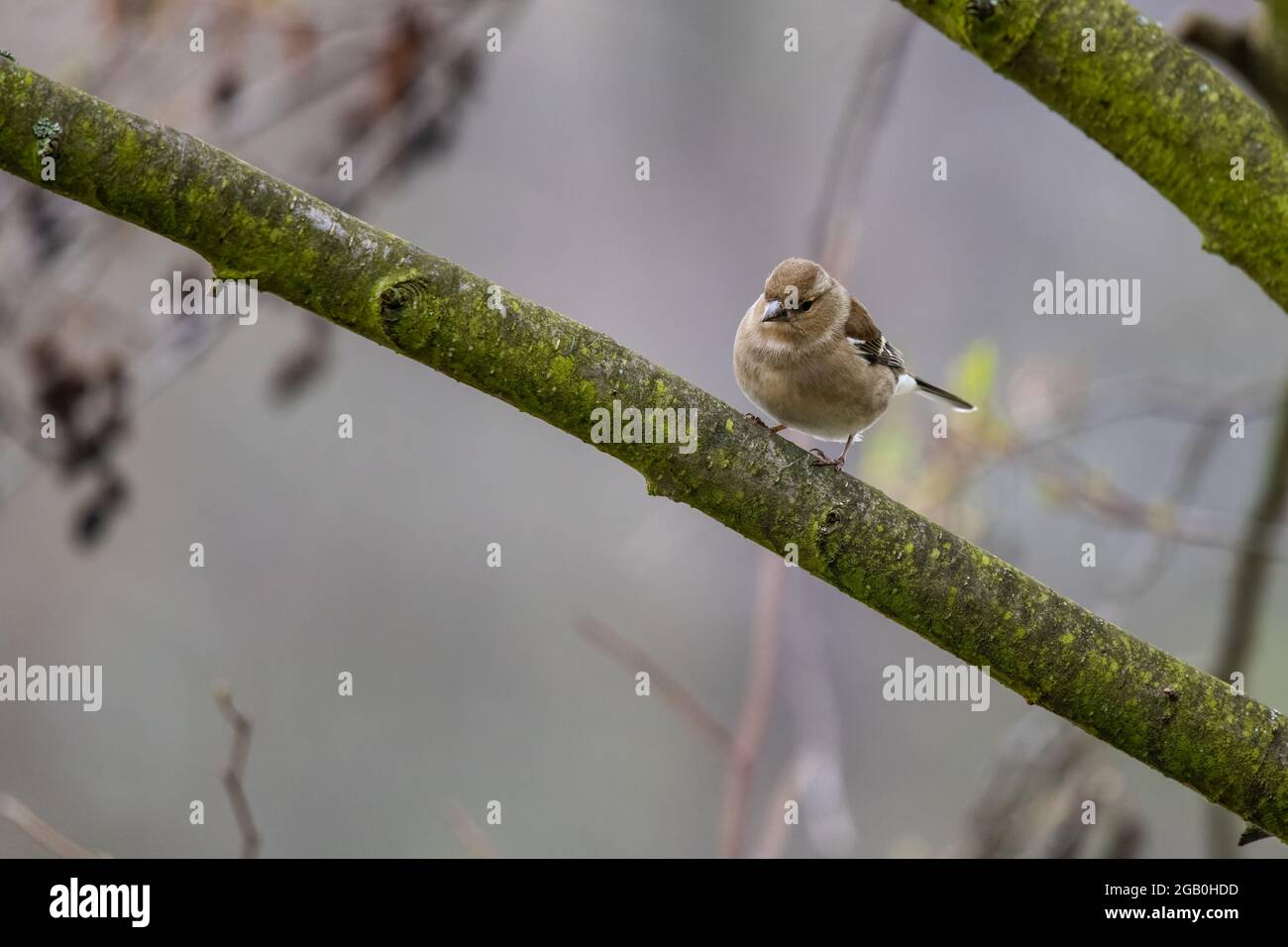 Der weibliche Gemeine Chaffinch (Fringilla coelebs) sitzt auf einem Ast und schaut sich um. Winter in schwachen Farben. Stockfoto